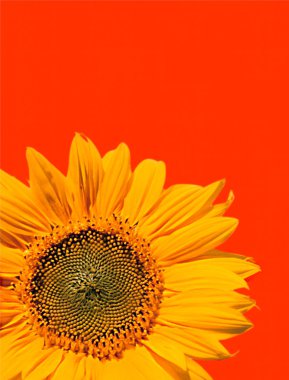 Ayçiçeği kırmızı arka plan üzerinde grafik görüntü