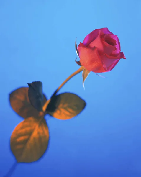 Pink Rose Blue Background — Stock Photo, Image