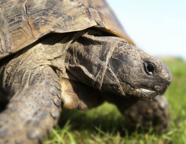 Kaplumbağa çimenlerin üzerinde açık havada buna yakın çekim