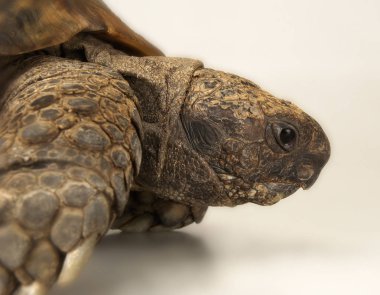 beyaz zemin üzerinde kaplumbağa                               