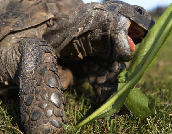 Sköldpadda Äter Gräs Nära Upp — Stockfoto