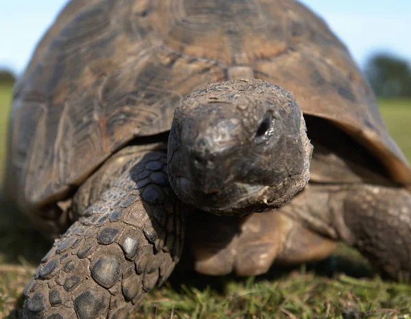 Tortoise Garden Fechar — Fotografia de Stock