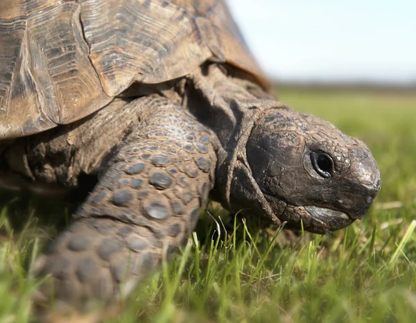 Sköldpadda Gräs Utomhus Närbild — Stockfoto