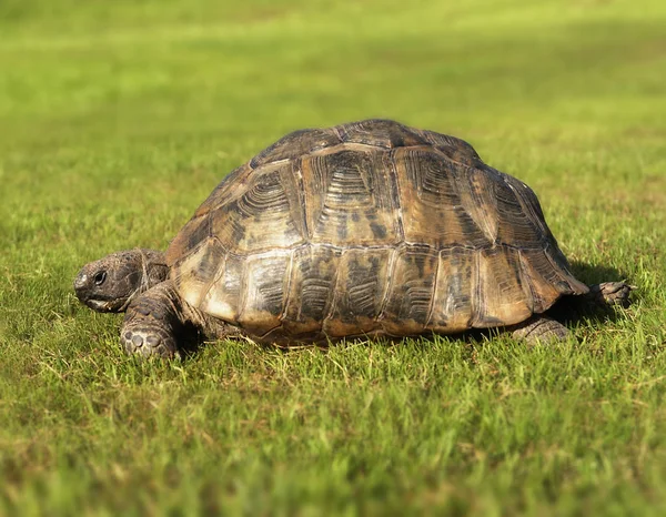 Tortoise Sobre Grasse Exterior Fechar — Fotografia de Stock