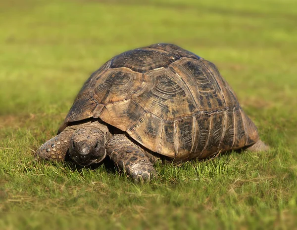 Tortoise Sobre Grasse Exterior Fechar — Fotografia de Stock