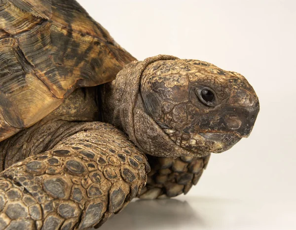 Sköldpadda Vit Bakgrund — Stockfoto