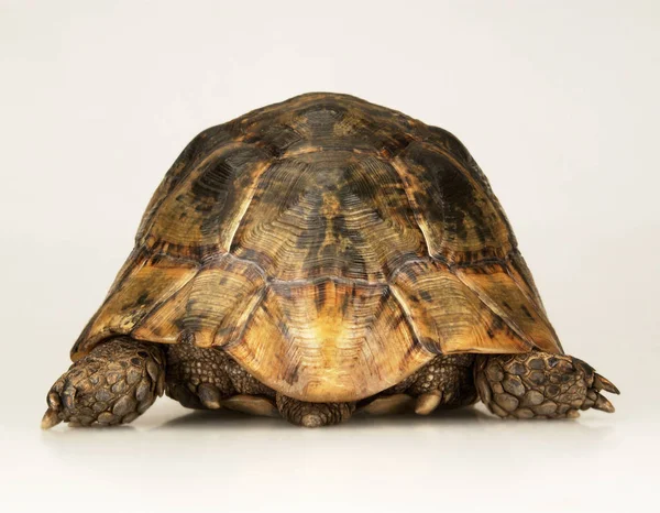 Черепаха Білому Тлі — стокове фото