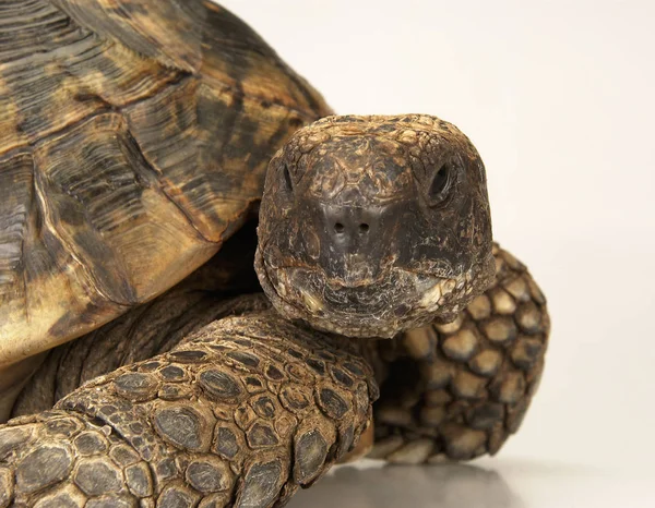 Sköldpadda Vit Bakgrund — Stockfoto