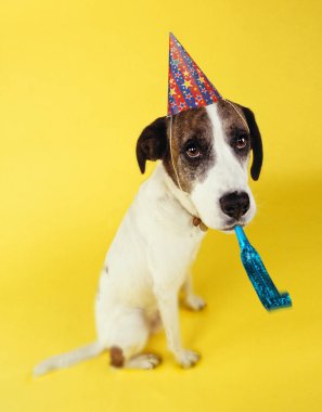 Üzgün köpek parti şapkası giyen arıyorsunuz ve düdüğü sarı arka plan üzerinde üfleme