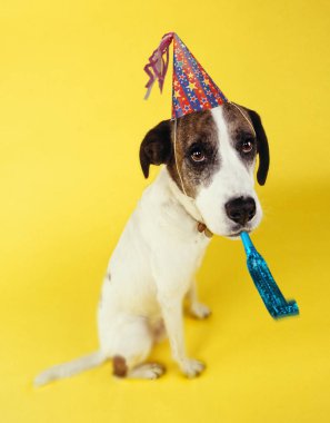 Üzgün köpek parti şapkası giyen arıyorsunuz ve düdüğü sarı arka plan üzerinde üfleme