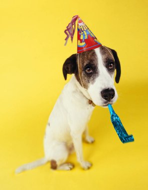 Üzgün köpek parti şapkası giyen arıyorsunuz ve düdüğü sarı arka plan üzerinde üfleme