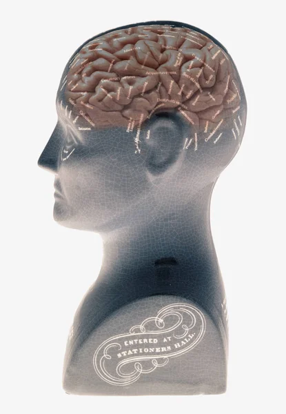 Phrenology Κεφάλι Ανθρώπινο Εγκέφαλο Που Απομονώνονται Λευκό Φόντο — Φωτογραφία Αρχείου