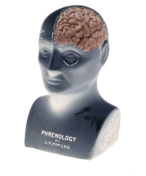 Phrenology Head Human Brain Isolated White Background — Stock Photo, Image