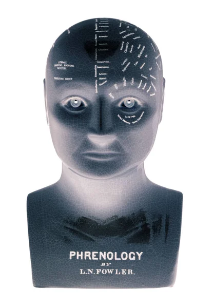 Phrenology Head Isolated White Background — Stock Photo, Image