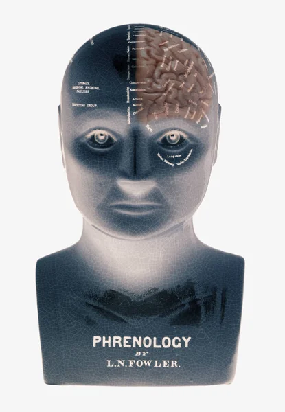 Phrenology Κεφάλι Ανθρώπινο Εγκέφαλο Που Απομονώνονται Λευκό Φόντο — Φωτογραφία Αρχείου