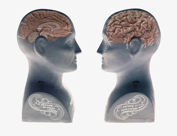 Phrenology Κεφαλές Ανθρώπινα Μυαλά Που Απομονώνονται Λευκό Φόντο — Φωτογραφία Αρχείου