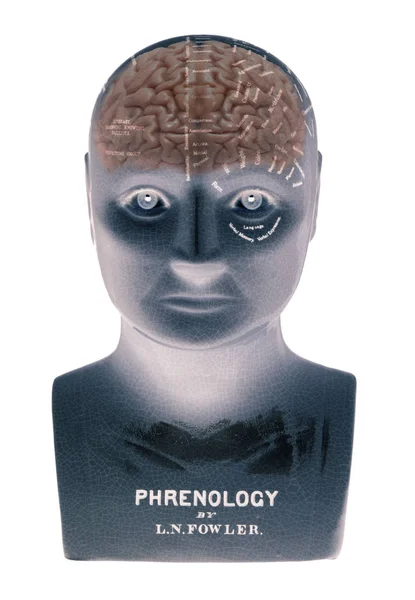 Phrenology Κεφάλι Ανθρώπινο Εγκέφαλο Που Απομονώνονται Λευκό Φόντο — Φωτογραφία Αρχείου