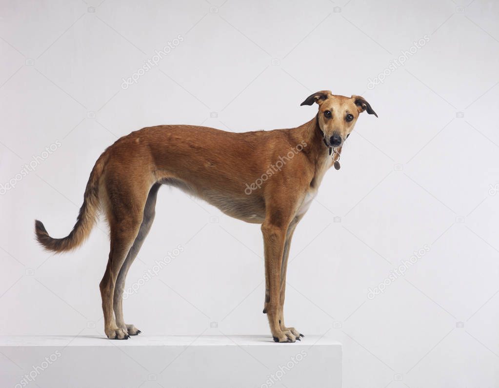 GREYHOUND LOOKING INTO CAMERA AGAINST WHITE BACKGROUND