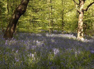 Bluebells Woodland Ilkley, Yorkshire, İngiltere