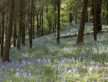 Bluebells Woodland Ilkley, Yorkshire, İngiltere