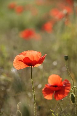Yakın vahşi haşhaş yukarıya