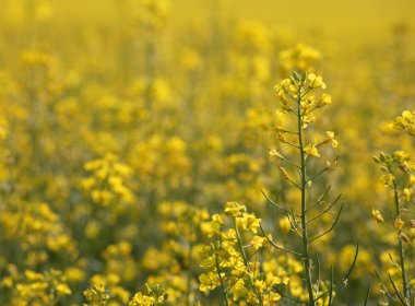 Sarı alan tecavüz tohum yakın