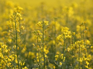 Sarı alan tecavüz tohum yakın