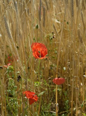 Mısır tarlasında büyüyen yabani gelincik