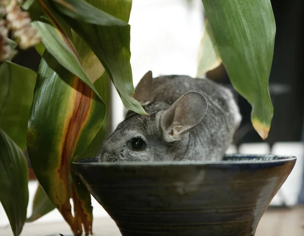 Chinchilla Sittande Skål — Stockfoto