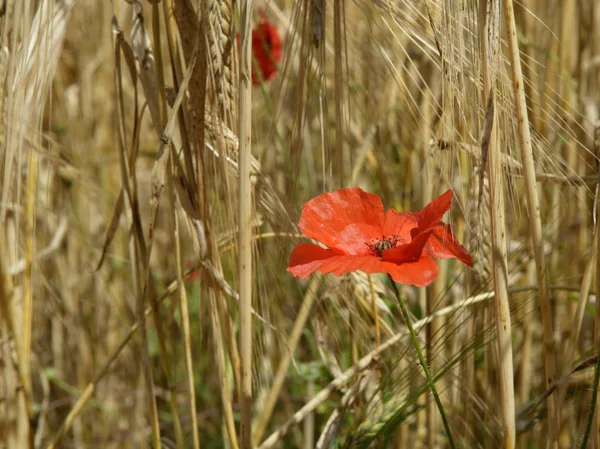 Population Population Dans Domaine Maïs — Photo