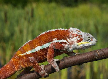 Kırmızı bukalemun ağaç dalı üzerinde tırmanma