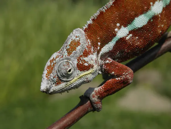 Chameleon Vermelho Subindo Galho Árvore — Fotografia de Stock