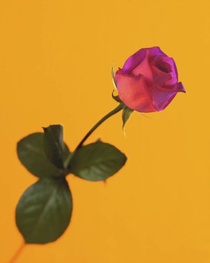 Sarı zemin üzerine pembe Gül