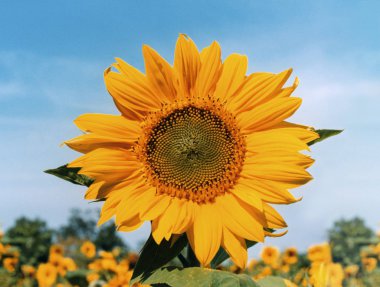 Mavi gökyüzü arka plan ile tek sarı ayçiçeği
