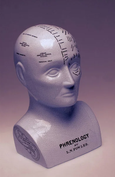 Phrenology Head Isolated Grey Background — Stock Photo, Image