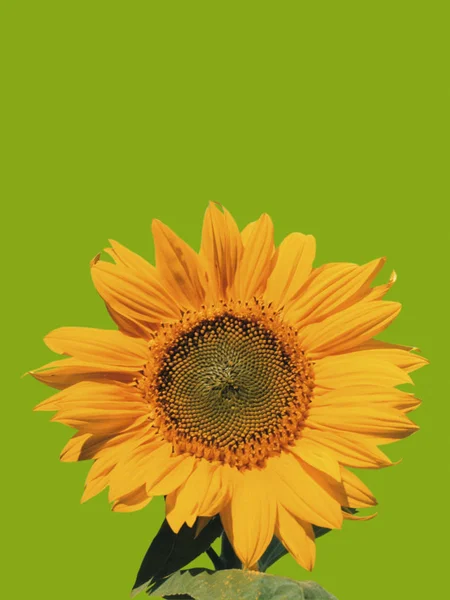 Single Yellow Sunflower Green Background — Stock Photo, Image