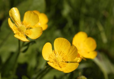 yeşil çim sarı düğün çiçeği