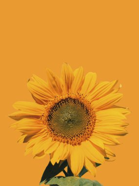 Sarı zemin üzerine tek sarı ayçiçeği