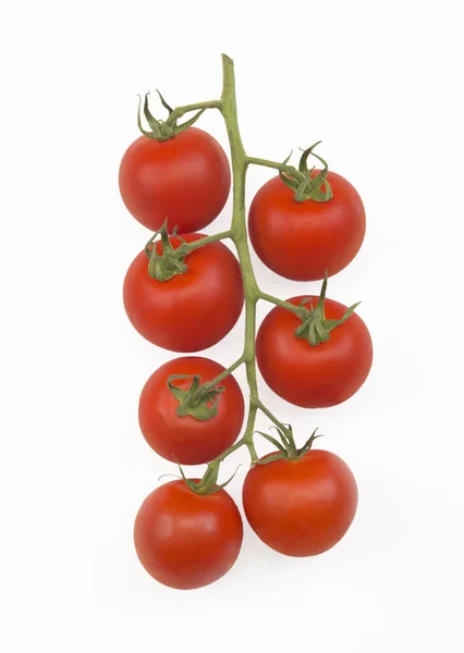 Tomates cereja na videira — Fotografia de Stock