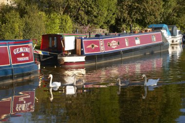 Beş Rise Kilitler Bingley Yorkshire İngiltere At Kanal Üzerinde Kuğular