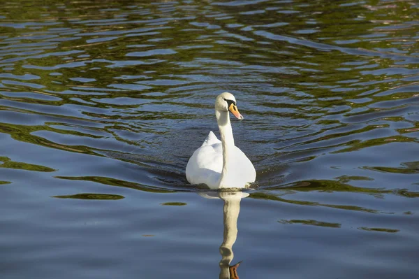 Cisne blanco en el canal —  Fotos de Stock
