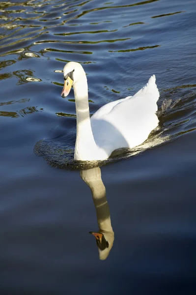Cisne blanco en el canal —  Fotos de Stock