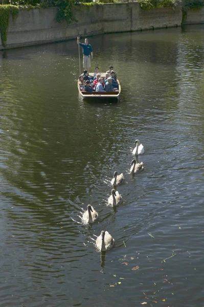 Schwäne und Cygnets auf Fluss-Cam, Saint johns, college, cambridge, england — Stockfoto