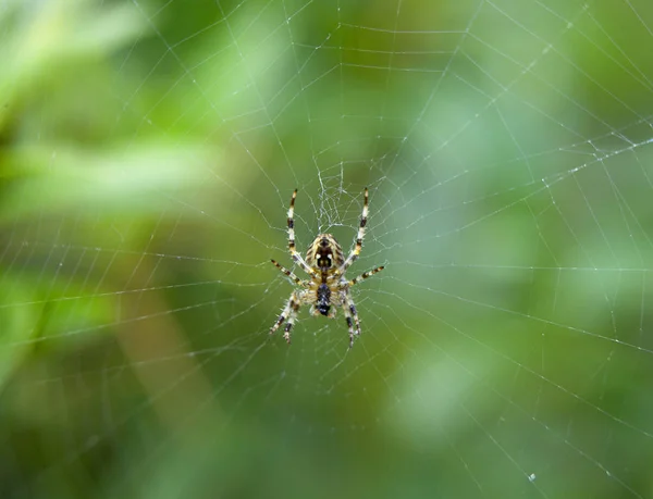 Spinne im Zentrum des Netzes lizenzfreie Stockfotos