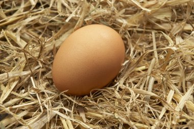 Straw of Nest Içinde tek kahverengi yumurta