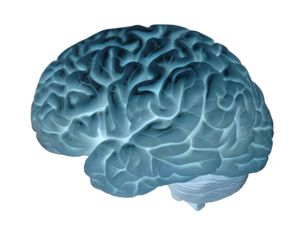 Ανθρώπινου εγκεφάλου σε άσπρο φόντο — Φωτογραφία Αρχείου