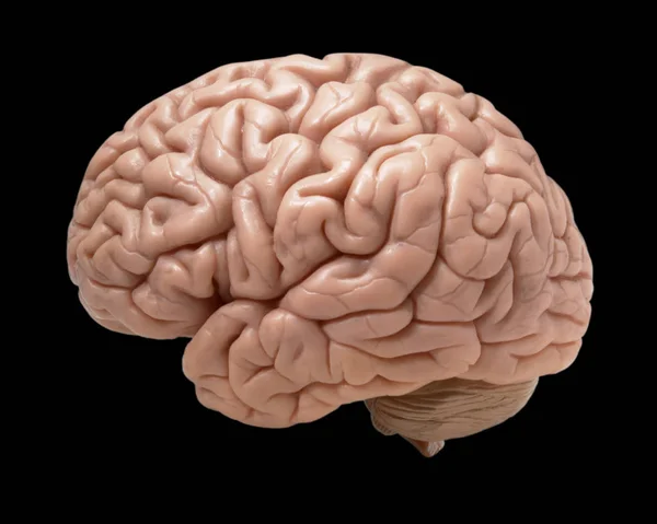 Menschliches Gehirn auf schwarzem Hintergrund — Stockfoto