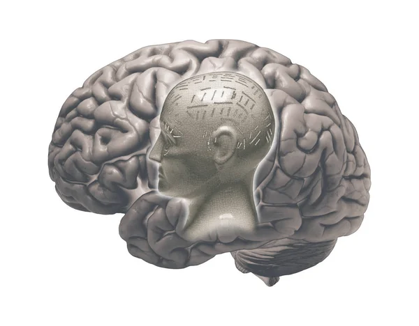 人間の脳と白い背景に骨相学の頭 — ストック写真