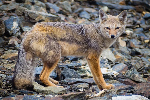 Gri tilki Ushuaia, Patagonya Arjantin Cerro çok top rahatlatıcı