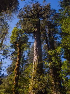 Larch Andes aralığında, Patagonya'büyük ağaç. Şili'deki doğal Park Pumalin. En yüksek ağaçlar